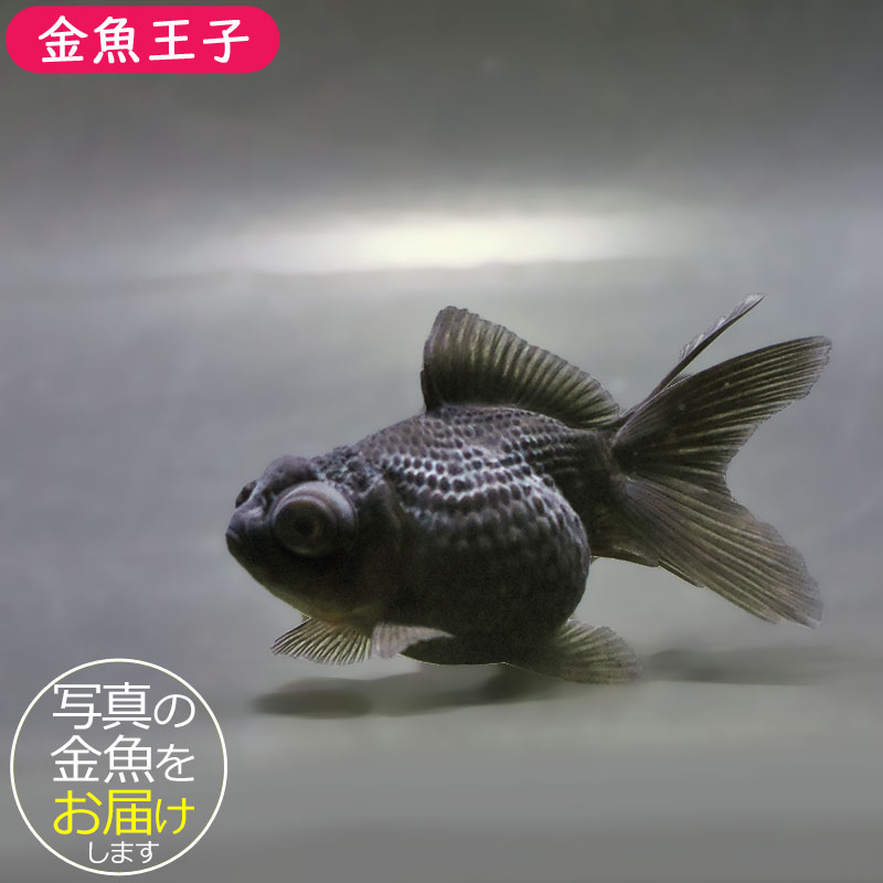 金魚王子】黒竜 8±1cm前後 (個体番号：zaq696) 金魚 きんぎょ 生体