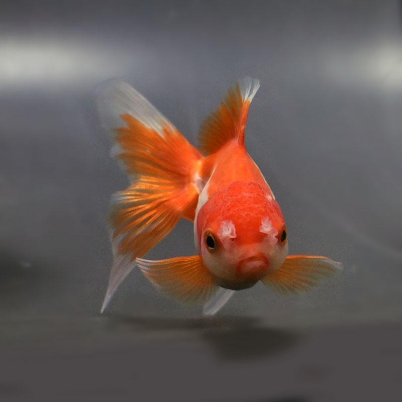 【金魚王子】更紗オランダ  9.5±1cm前後 (個体番号：vfr281)