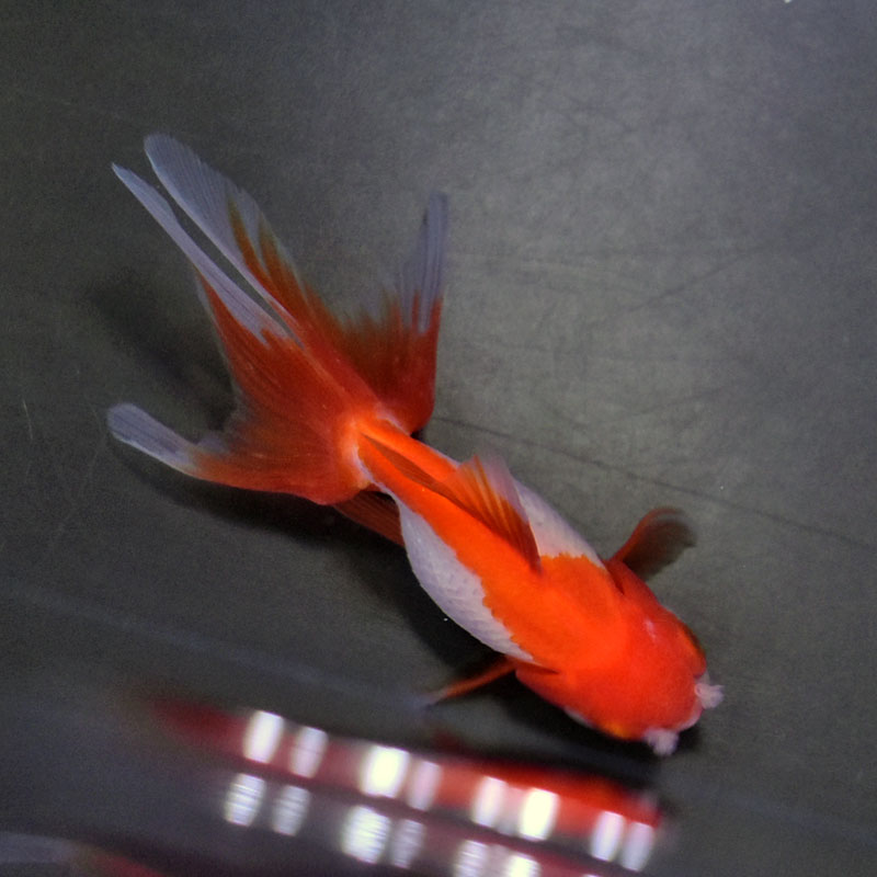 【金魚王子】更紗オランダ  9.5±1cm前後 (個体番号：vfr281)