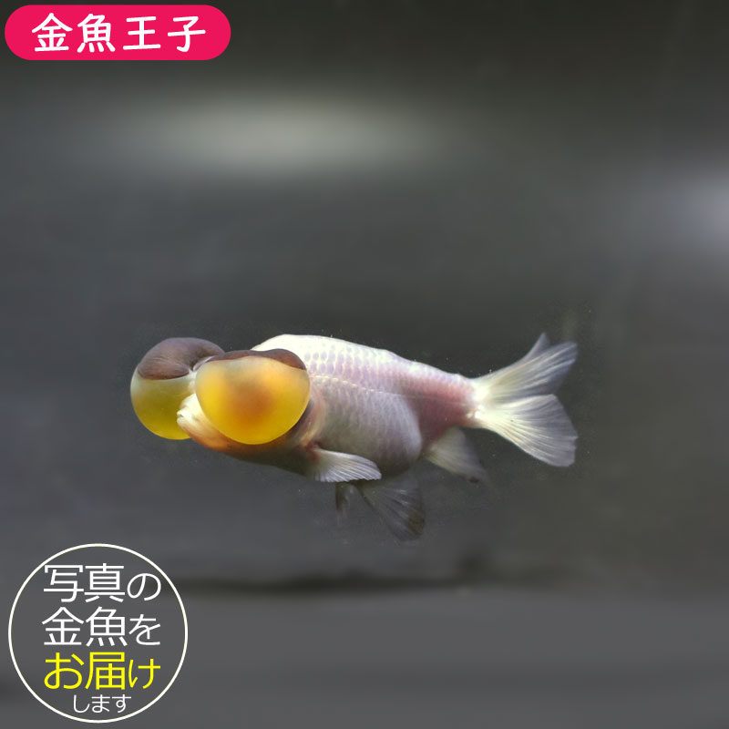 daikon様 モード 白金(ゴールド) 牡丹柄/大柄 1番目立つ かっこいい振袖