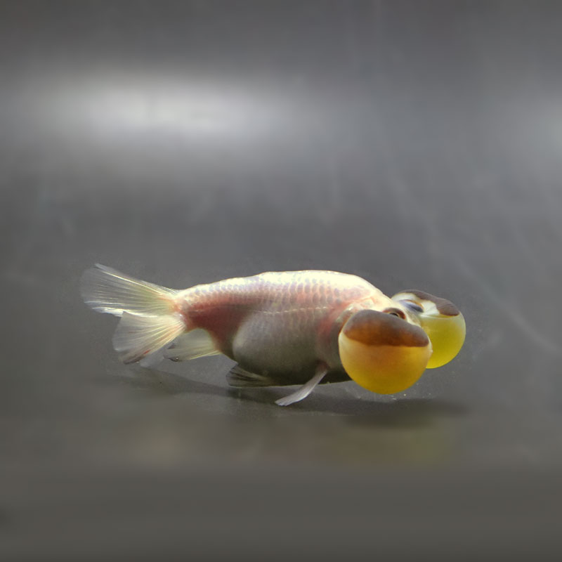 ナオウ様 金魚王子】変わり柄水泡眼 8±1cm前後 (個体番号：cde625) 金魚