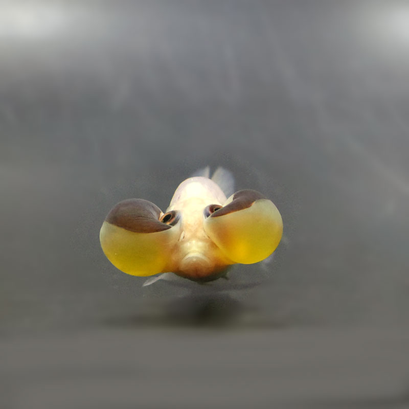 【金魚王子】変わり柄水泡眼 8±1cm前後 (個体番号:cde629) 金魚 きんぎょ 生体 琉金 厳選個体