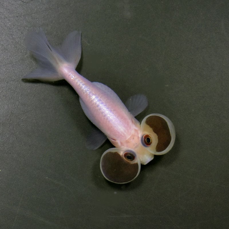 金魚　様 出目金ST トリカラー インドネシア産 10cm #金魚 #出目金 #出目