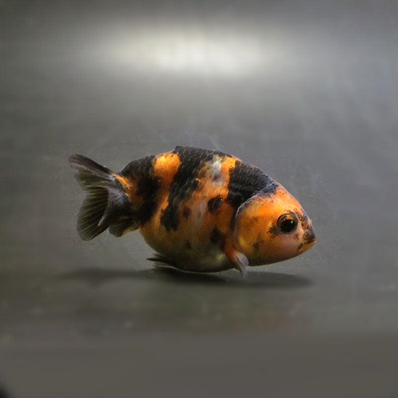 金魚王子】江戸錦 6.5±1cm前後 (個体番号：cde775) 金魚 きんぎょ 生体