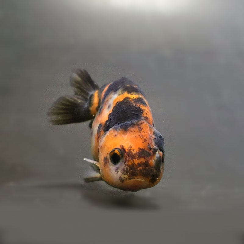 金魚王子】江戸錦 6.5±1cm前後 (個体番号：cde775) 金魚 きんぎょ 生体