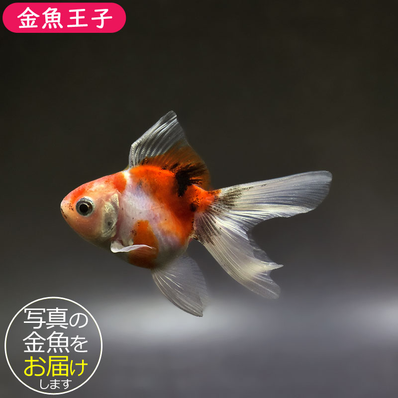 金魚王子】ハーフムーンオランダ 7～8cm前後 (個体番号：xsw546) 金魚