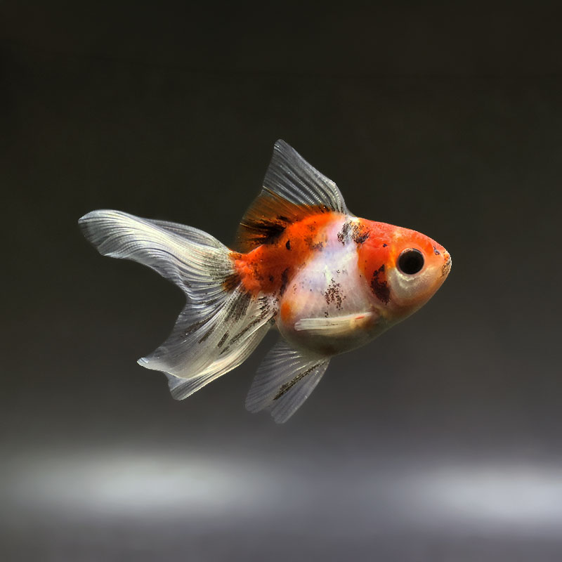 金魚　 金魚王子】ハーフムーンオランダ 7～8cm前後 (個体番号：xsw546) 金魚