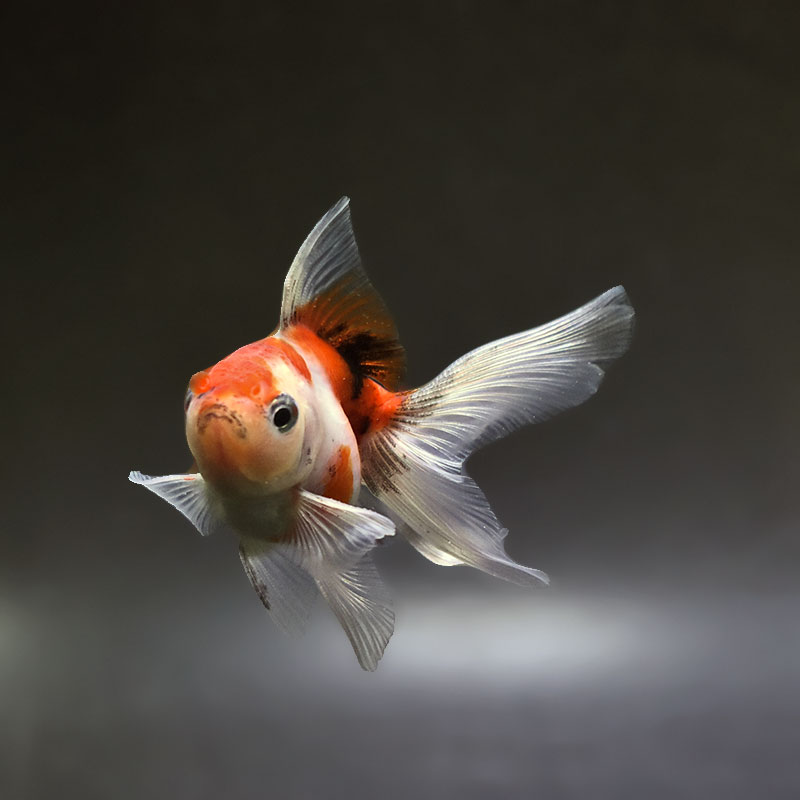 金魚王子】ハーフムーンオランダ 7～8cm前後 (個体番号：xsw546) 金魚