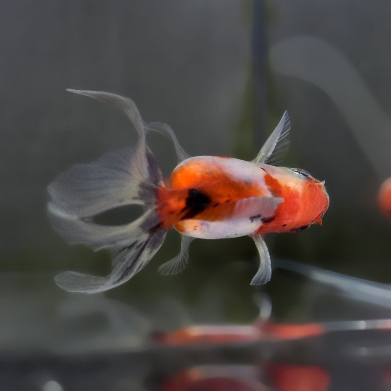 金魚　 金魚王子】ハーフムーンオランダ 7～8cm前後 (個体番号：xsw546) 金魚