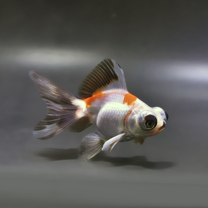 金魚王子】三色蝶尾 9±1cm前後 (個体番号：xsw883) 金魚 きんぎょ 生体