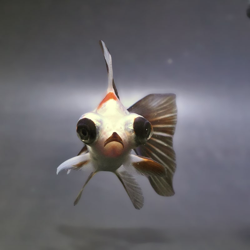 【金魚王子】三色蝶尾 9±1cm前後 (個体番号：xsw883) 金魚 きんぎょ 生体 蝶尾 厳選個体