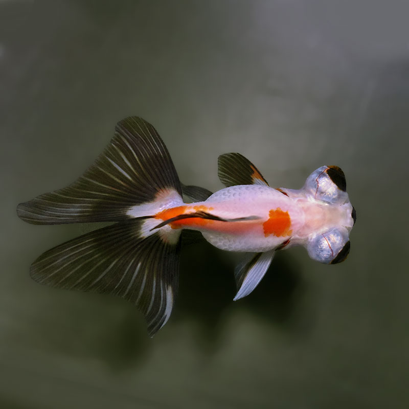 金魚王子】三色蝶尾 9±1cm前後 (個体番号：xsw883) 金魚 きんぎょ 生体