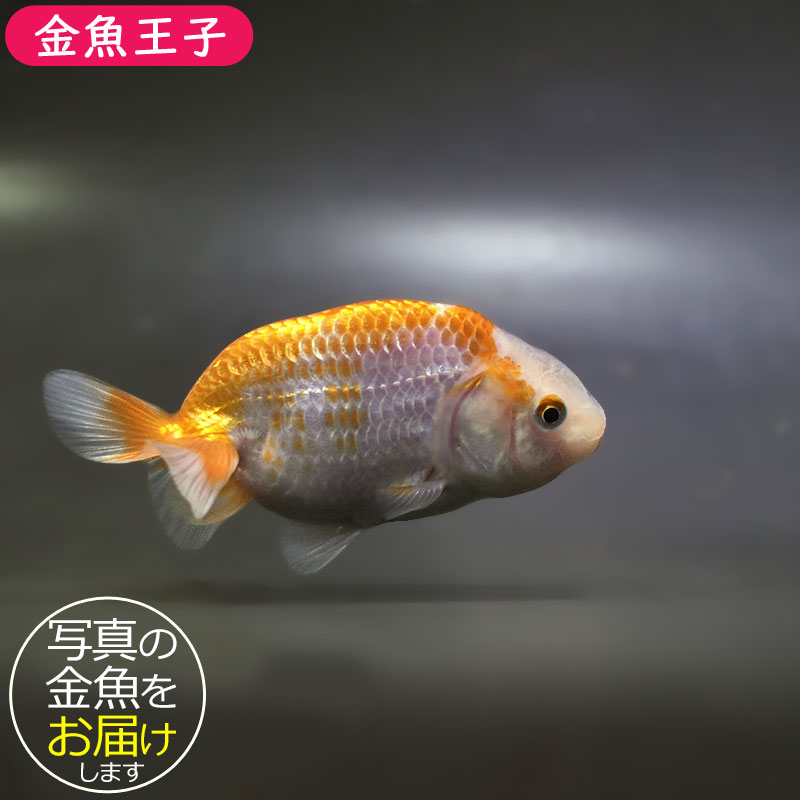 金魚王子】更紗らんちゅう 8±1cm前後 (個体番号：zaq337) 金魚