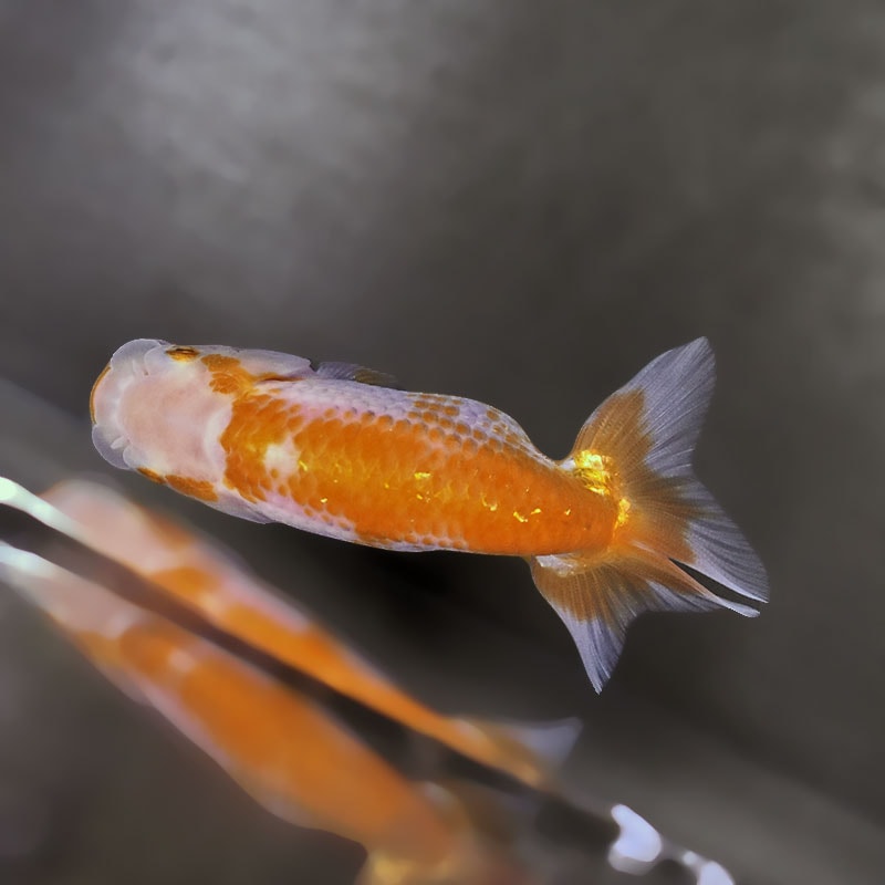 金魚王子】更紗らんちゅう 8±1cm前後 (個体番号：zaq337) 金魚