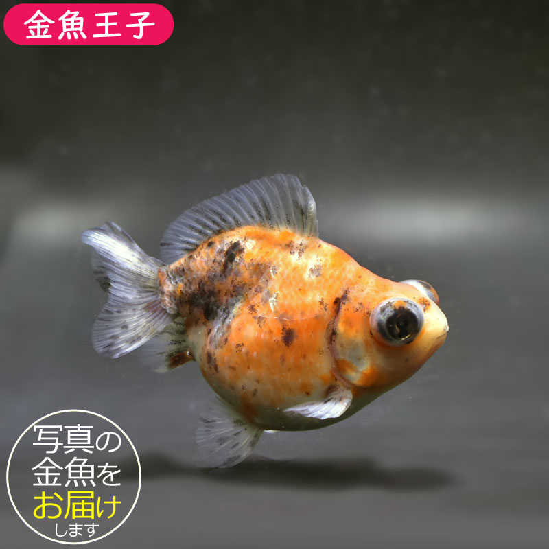 レア　麻のタペストリー　金魚　日本製　大一金襴 レア 麻のタペストリー 金魚 日本製 大一金襴 レア 麻の