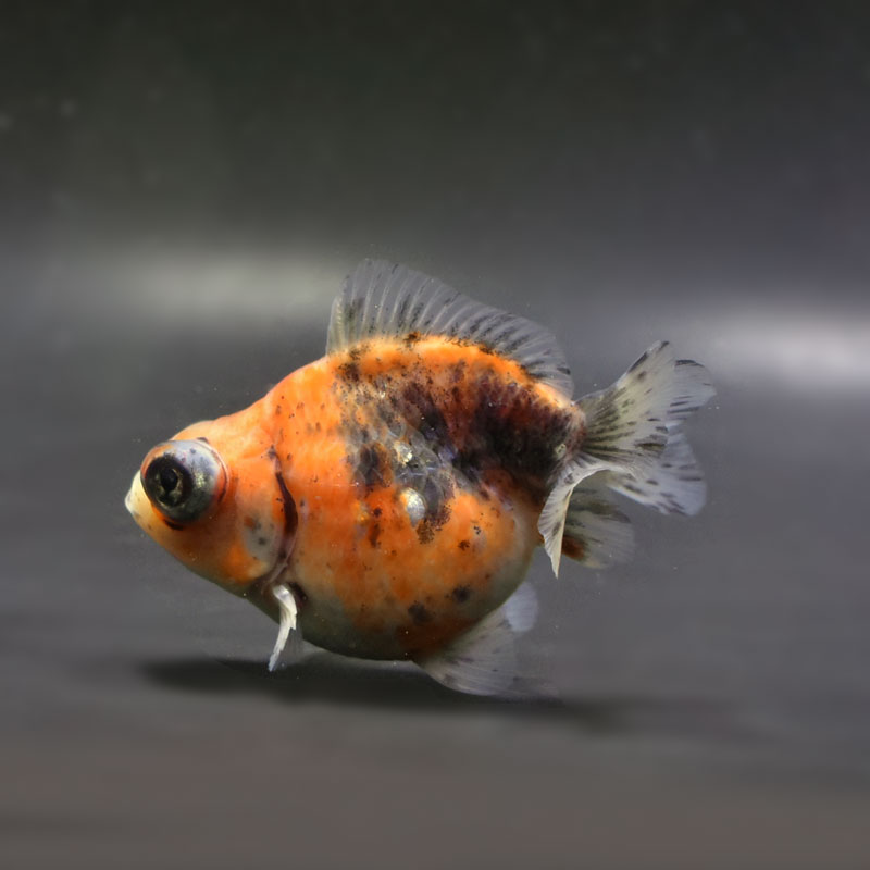 金魚　様 楽天市場】【金魚王子】水墨蝶尾 8cm前後 (個体番号：vfr581