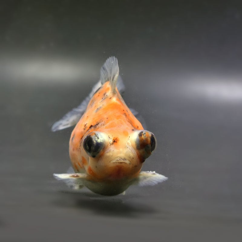 海洋金魚 6月12日 更紗地金 二歳 8〜11センチ 北川辺産