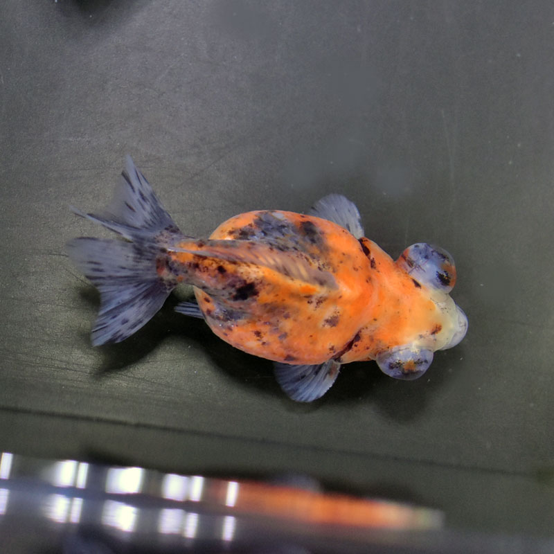 金魚王子】三色出目浜錦 9cm前後 (個体番号：vfr791) | 金魚