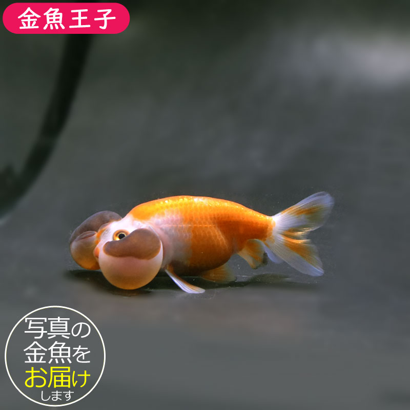 金魚王子】変わり柄水泡眼 8±1cm前後 (個体番号：cde630) 金魚
