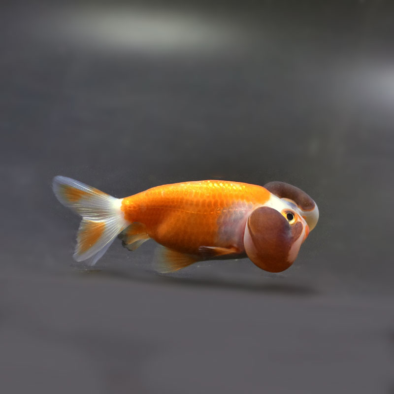 金魚一位　 金魚王子】虎蝶尾 11.5cm前後 (個体番号：cde431) 金魚 きんぎょ