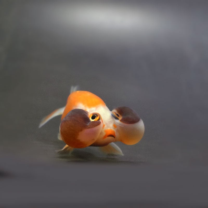 【金魚王子】変わり柄水泡眼 8±1cm前後 (個体番号:cde630) 金魚 きんぎょ 生体 琉金 厳選個体