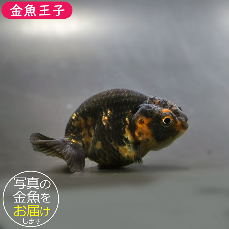 金魚王子】変わり柄らんちゅう 6.5±1cm前後 (個体番号：cde776) 金魚