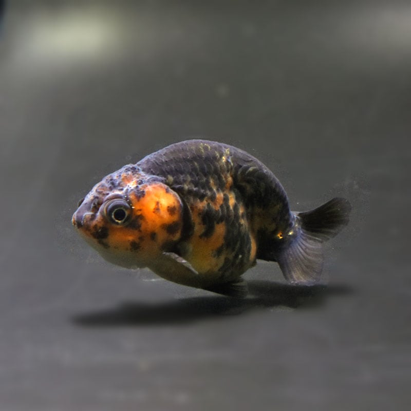 金魚王子】変わり柄らんちゅう 6.5±1cm前後 (個体番号：cde776) 金魚