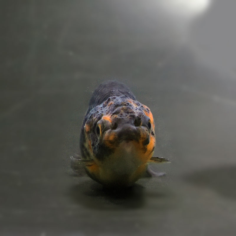 らんちゅう他 金魚王子】変わり柄らんちゅう 6.5±1cm前後 (個体番号：cde776) 金魚