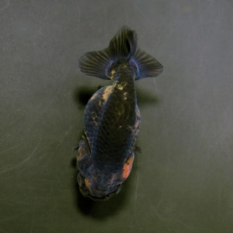 金魚王子】桜錦 8±1cm前後 (個体番号：cde968) 金魚 きんぎょ 生体