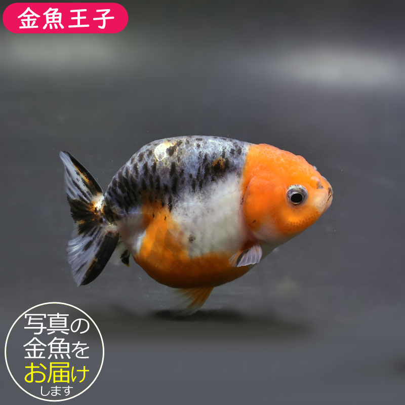金魚王子】キリンらんちゅう 8±1cm前後 (個体番号：cde946) 金魚