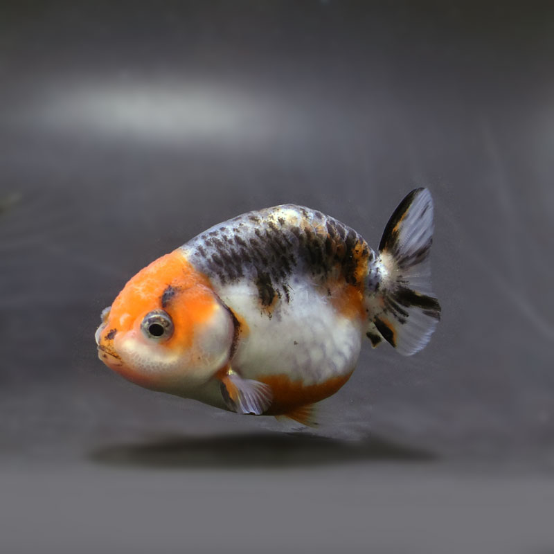 金魚王子】キリンらんちゅう 8±1cm前後 (個体番号：cde946) 金魚