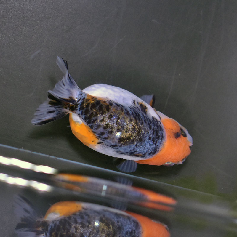 金魚王子】キリンらんちゅう 8±1cm前後 (個体番号：cde946) 金魚