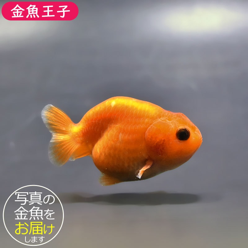 金魚らんちゅう上物当歳11～12センチ 安藤寛氏 極上当歳販売｜金魚・らんちゅうのことなら金魚一道