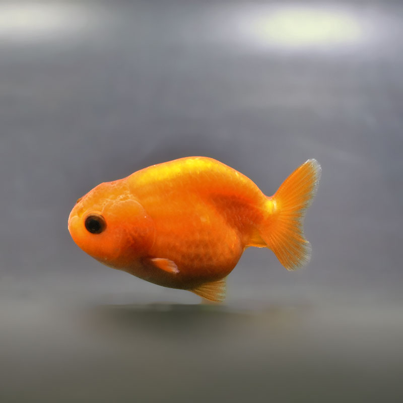 金魚王子】ベビーらんちゅう 6～7cm前後 (個体番号：xsw738) 金魚