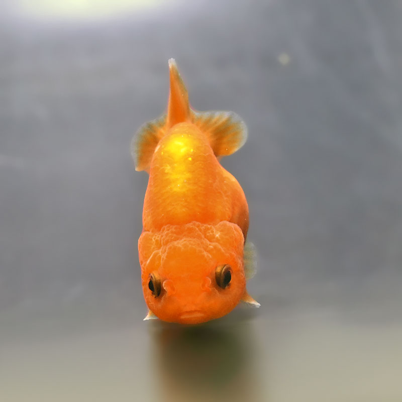 金魚らんちゅう上物当歳11～12センチ らんちゅう体型 | 金魚専門店 和の美