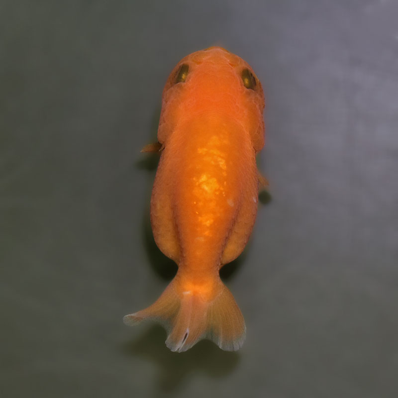 金魚王子】ベビーらんちゅう 6～7cm前後 (個体番号：xsw738) 金魚