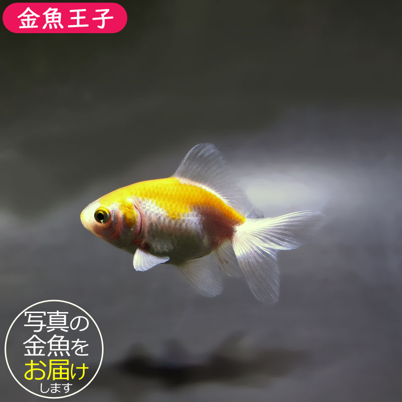 金魚王子】変わり柄琉金 6±1cm前後 (個体番号：xsw891) 金魚 きんぎょ