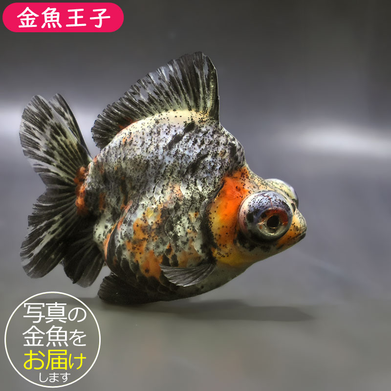 金魚王子】銀鱗三色出目金 9.5cm前後 (個体番号：zaq872) 金魚