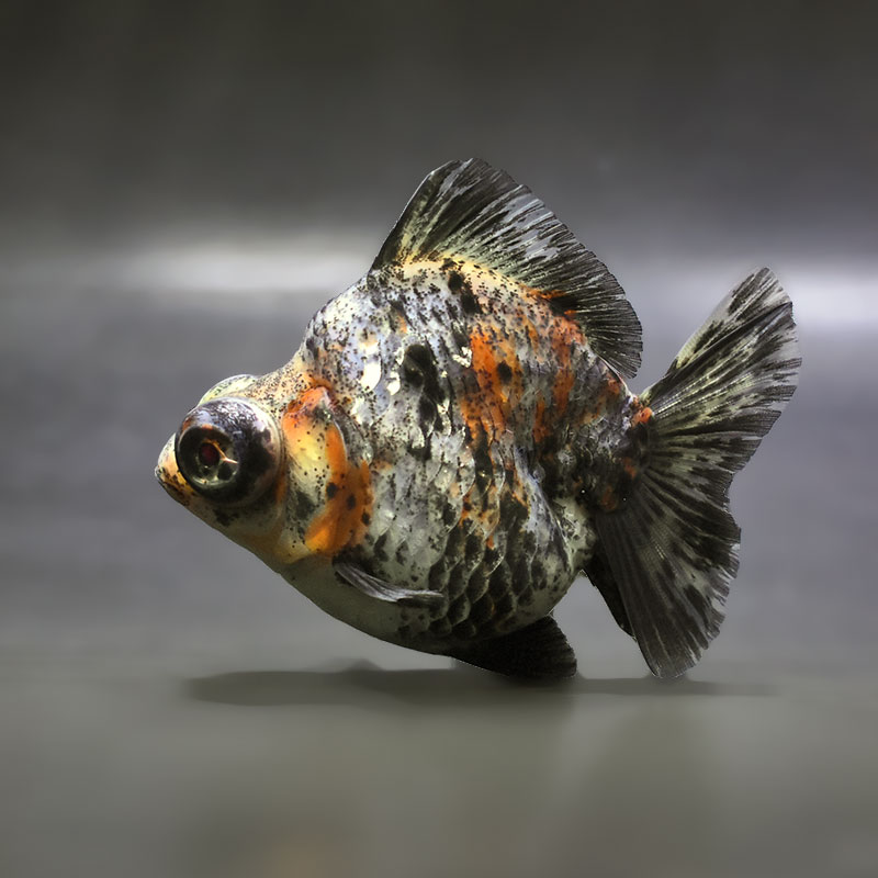 金魚王子】銀鱗三色出目金 9.5cm前後 (個体番号：zaq872) 金魚