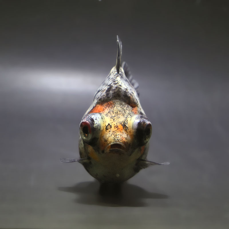 金魚王子】銀鱗三色出目金 9.5cm前後 (個体番号：zaq872) 金魚