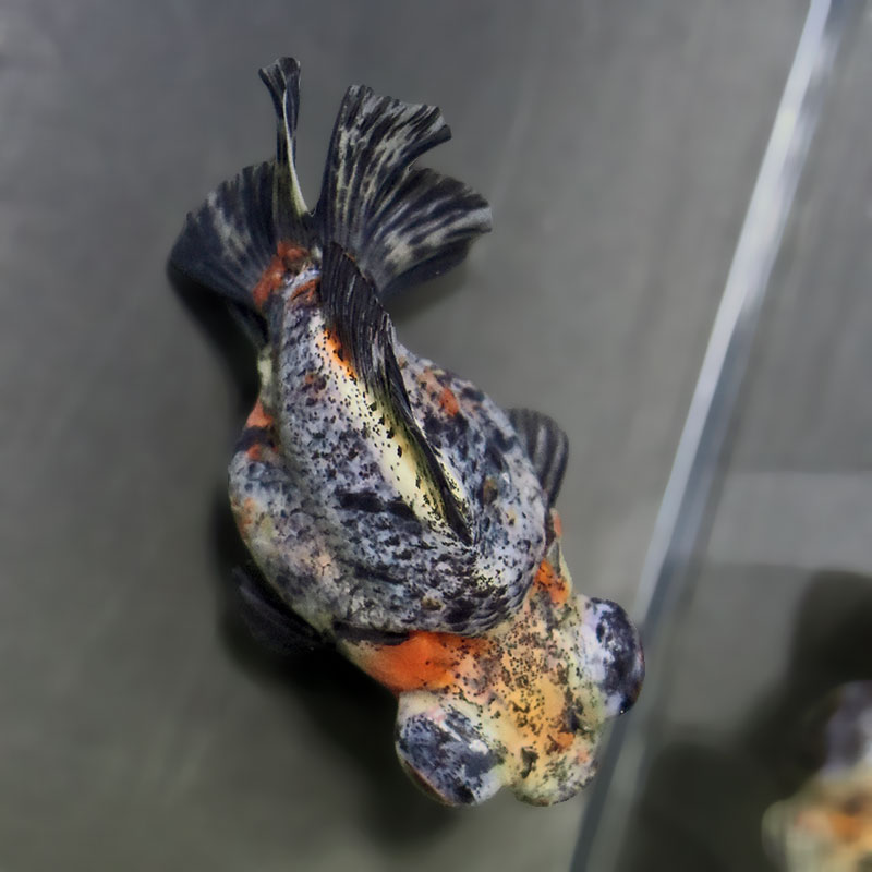 金魚王子】銀鱗三色出目金 9.5cm前後 (個体番号：zaq872) 金魚
