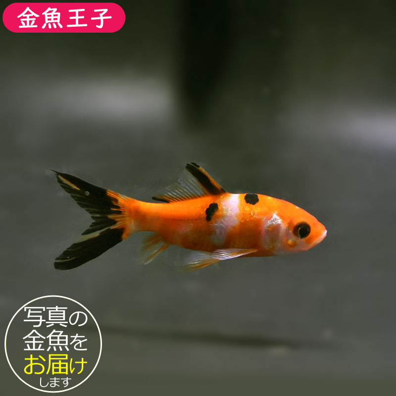 な*か様 二朱金　3点セット 木製将棋セット 新桂6号折将棋盤セット(木製普及将棋駒※不織布付