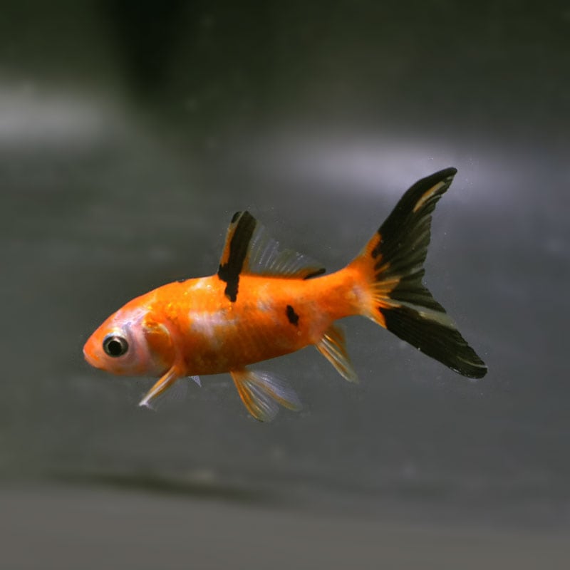 金魚王子】朱文金 8±1cm前後 (個体番号：cde296) 金魚 きんぎょ