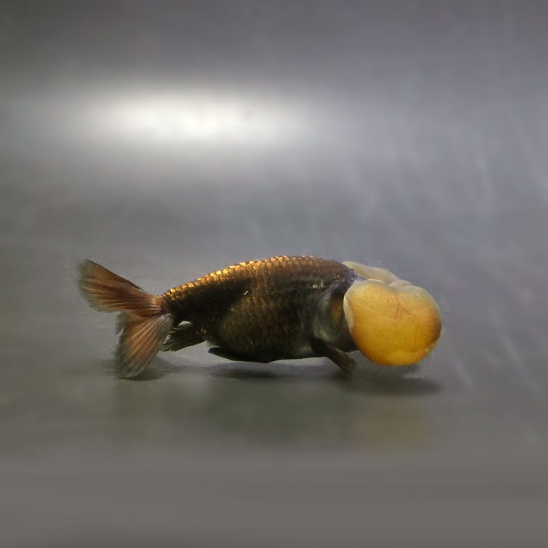 【金魚王子】メノウ水泡眼 8±1cm前後 (個体番号：cde631) 金魚 きんぎょ 生体 琉金 厳選個体