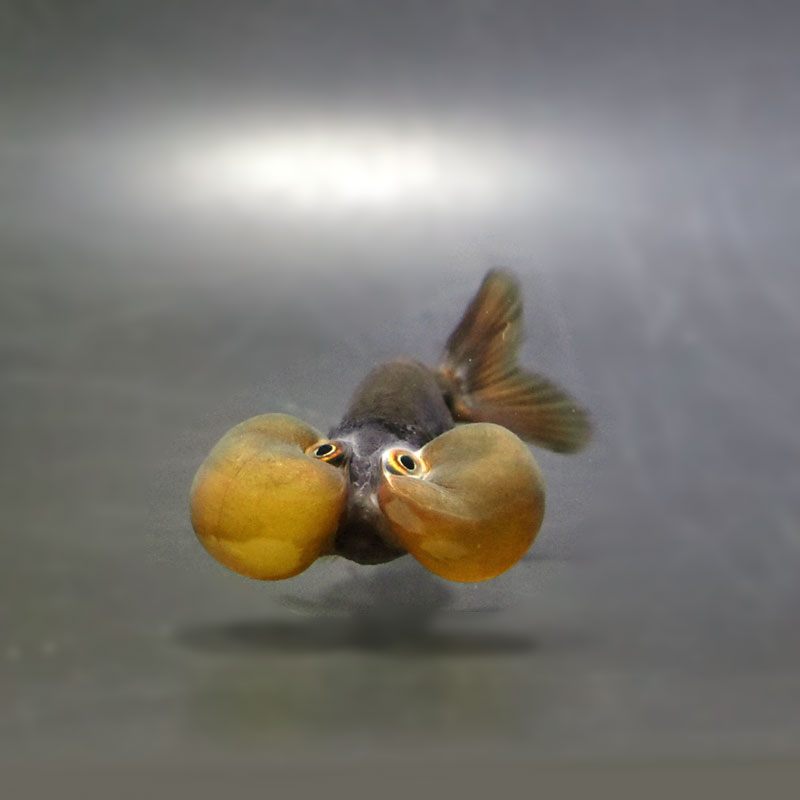 【金魚王子】メノウ水泡眼 8±1cm前後 (個体番号：cde631) 金魚 きんぎょ 生体 琉金 厳選個体