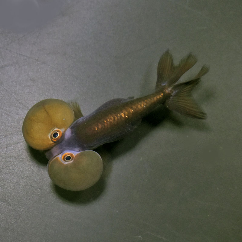 【金魚王子】メノウ水泡眼 8±1cm前後 (個体番号：cde631) 金魚 きんぎょ 生体 琉金 厳選個体