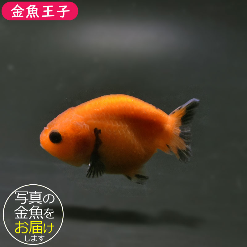 金魚王子】変わり柄らんちゅう 6.5±1cm前後 (個体番号：cde777) 金魚