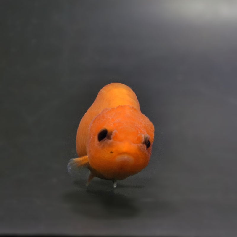 金魚王子】変わり柄らんちゅう 6.5±1cm前後 (個体番号：cde777) 金魚