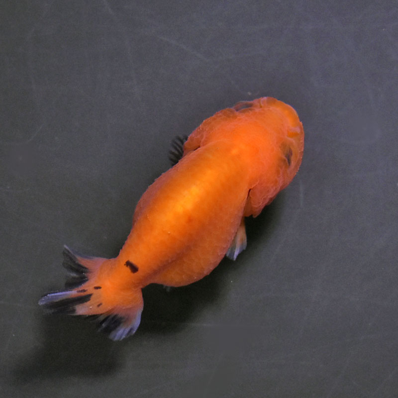 金魚王子】変わり柄らんちゅう 6.5±1cm前後 (個体番号：cde777) 金魚