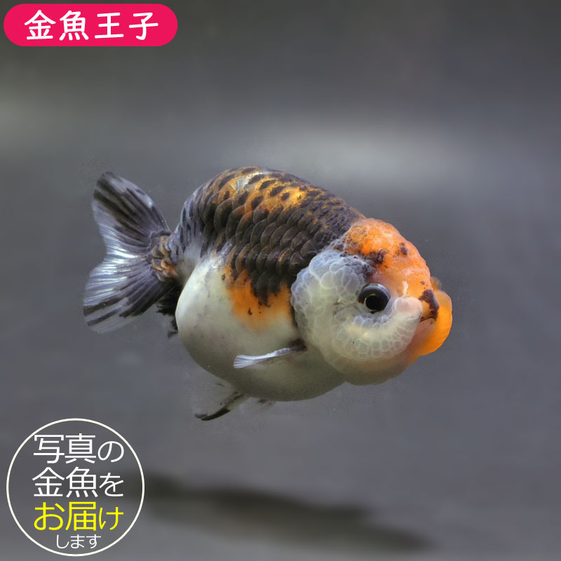 金魚-ランチュウ-デカらん子 金魚王子】キリンらんちゅう 8±1cm前後 (個体番号：cde947) 金魚